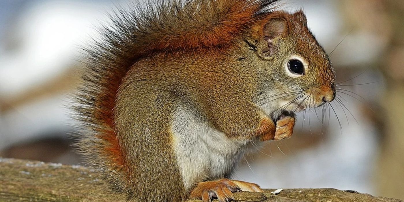 A North American red squirrel.