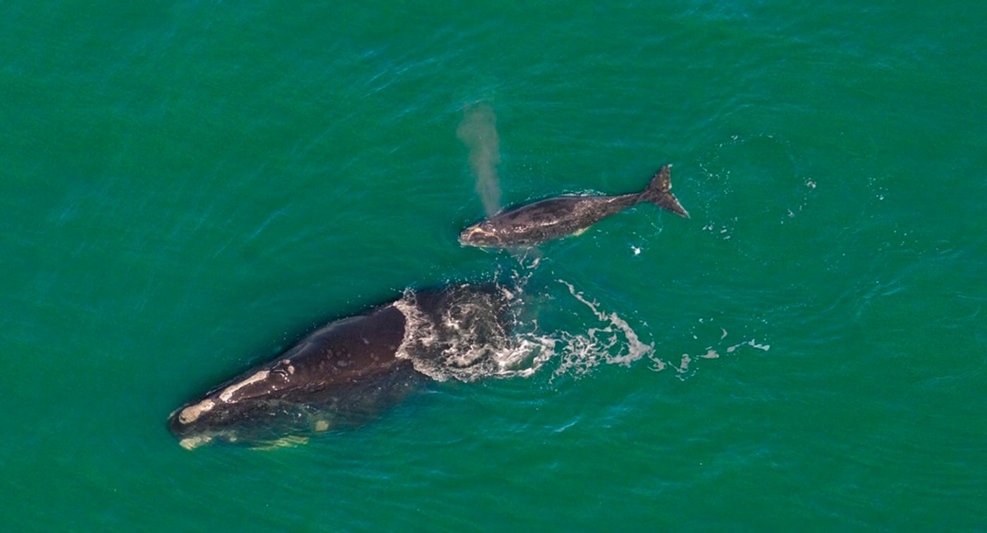 A North Atlantic right whale mother and her calf swimming together in the Atlantic Ocean from another season.