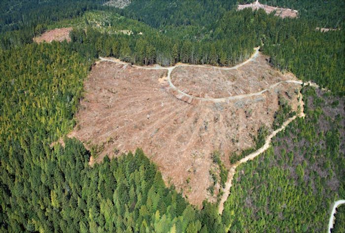 Norway, Britain and the US join hands to limit deforestation for agriculture. Photo: news.softpedia.com
