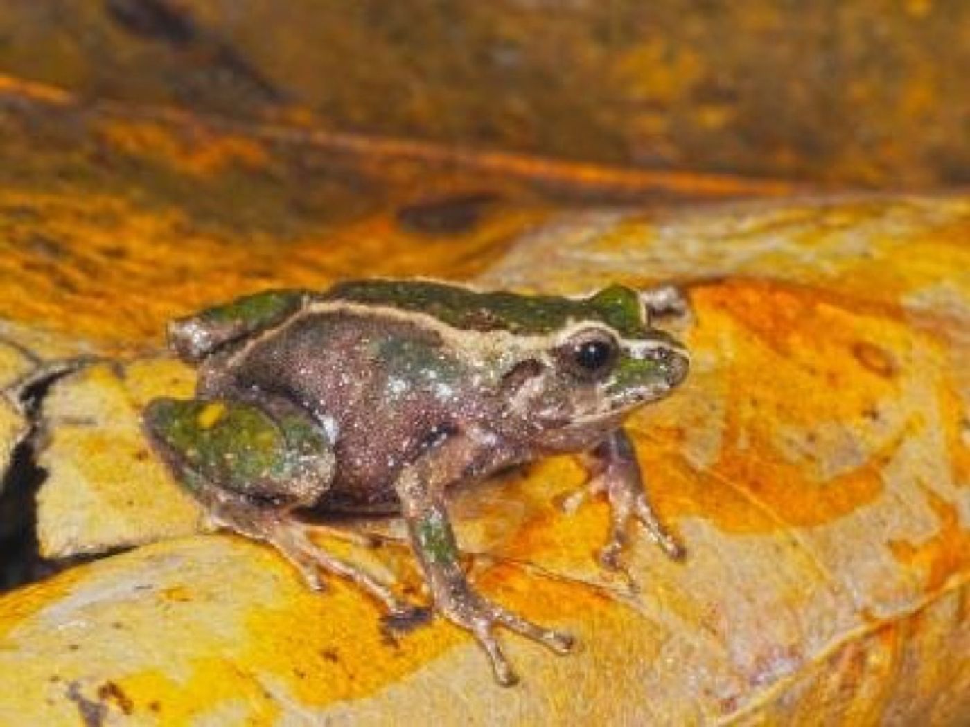 This is one of the newly-discovered frog species.