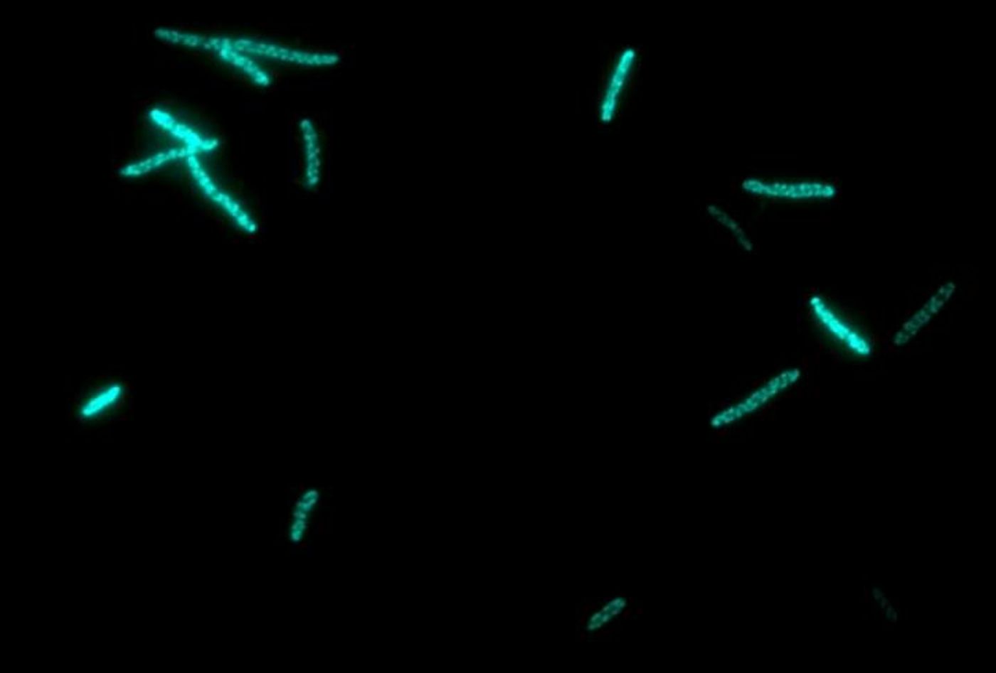 These are factories of E. coli bacteria, producing P450, bound to green fluorescent protein. / Credit: DTU