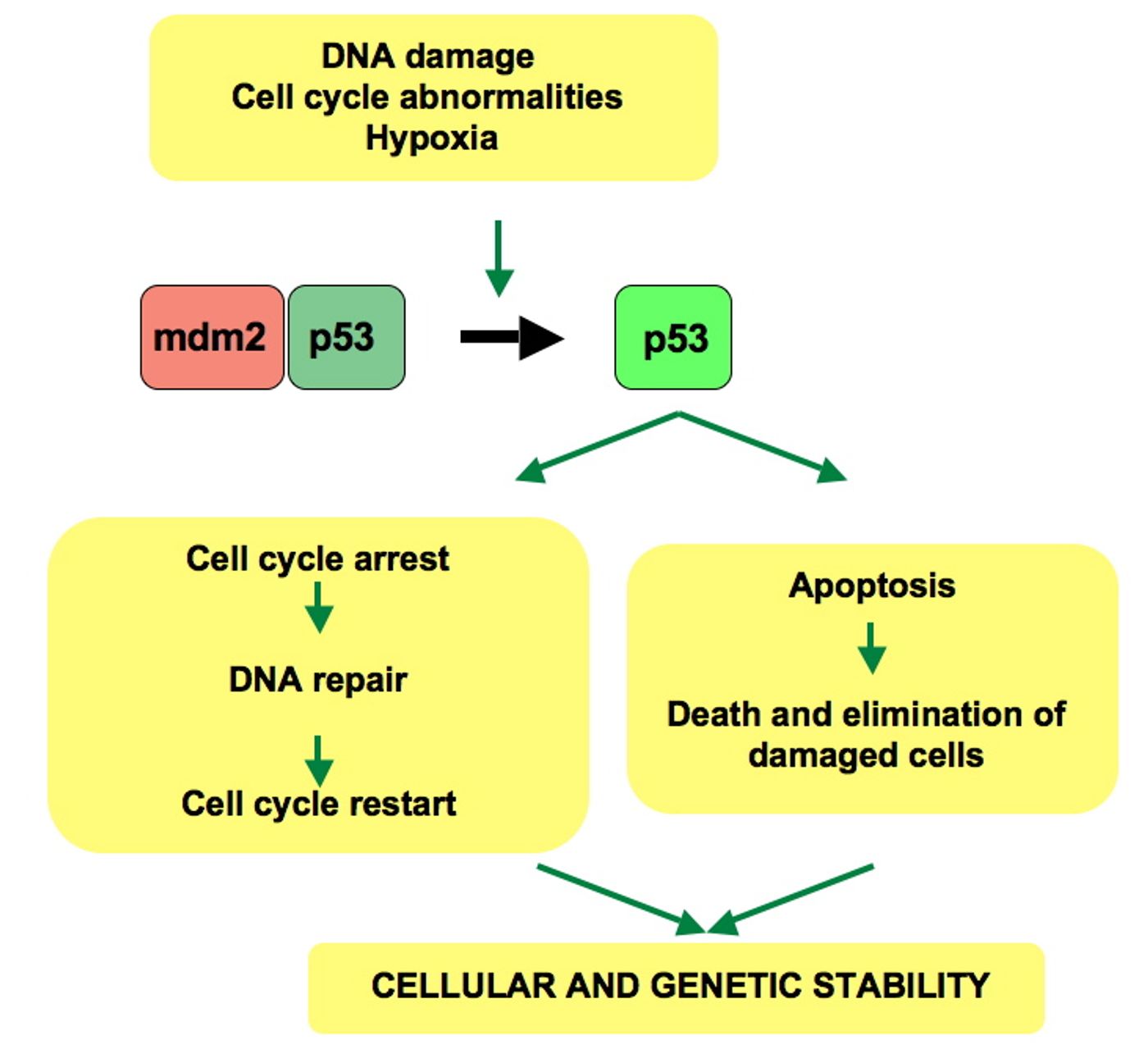 Standard p53 pathway (By Thierry Soussi)