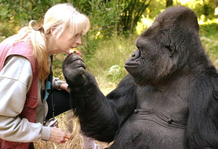 Koko with one of her caretakers.