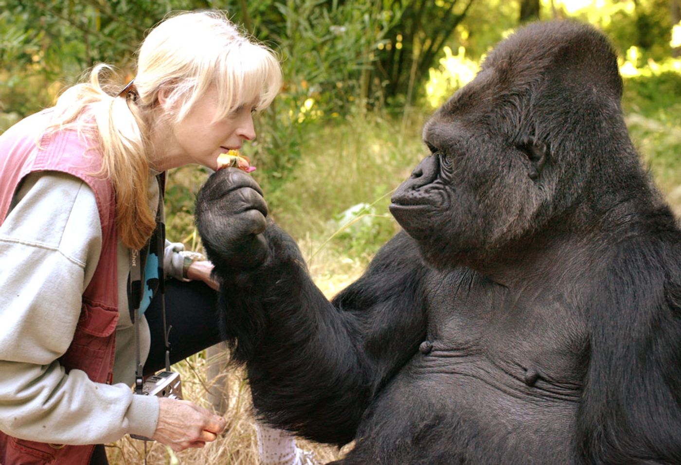 Koko with one of her caretakers.
