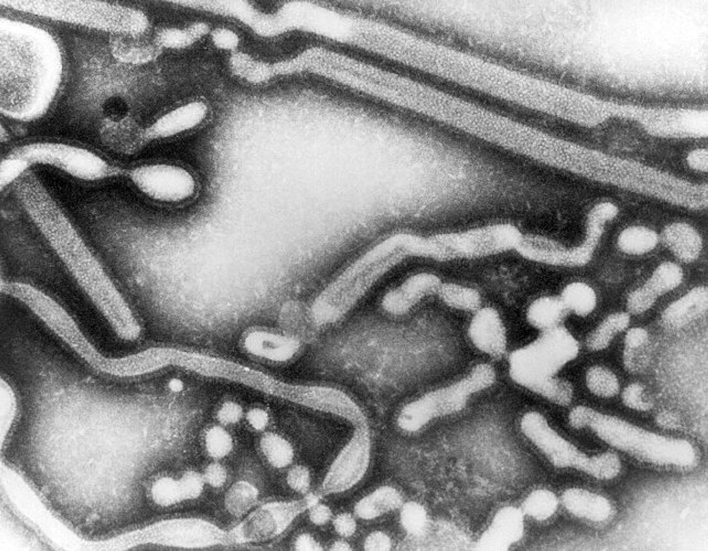 This transmission electron microscopic image depicts numbers of Influenza A virions in their early passage growth phase. / Credit: CDC/ Dr. Erskine Palmer