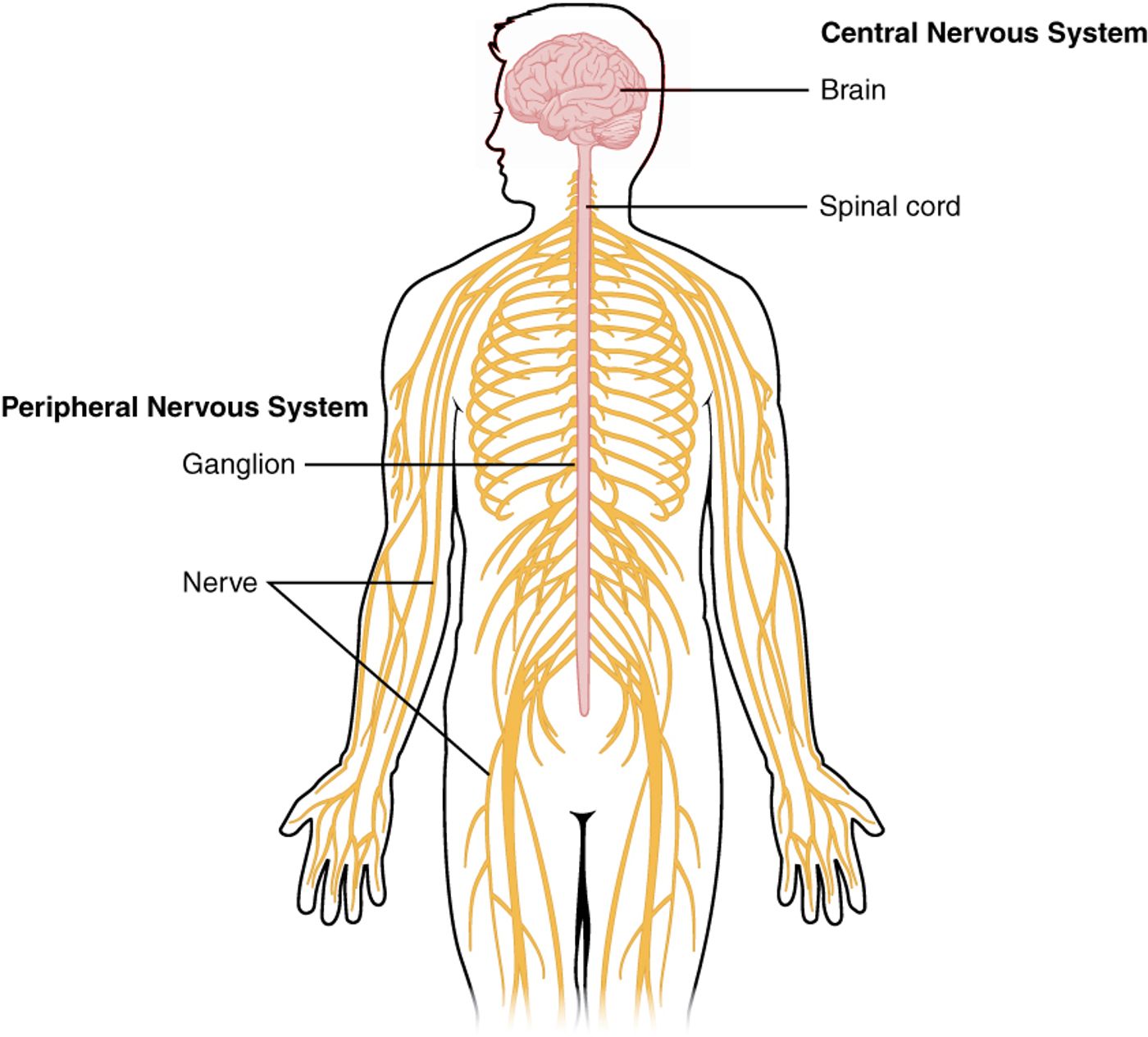 A diagram of the peripheral and central nervous systems from Wikipedia