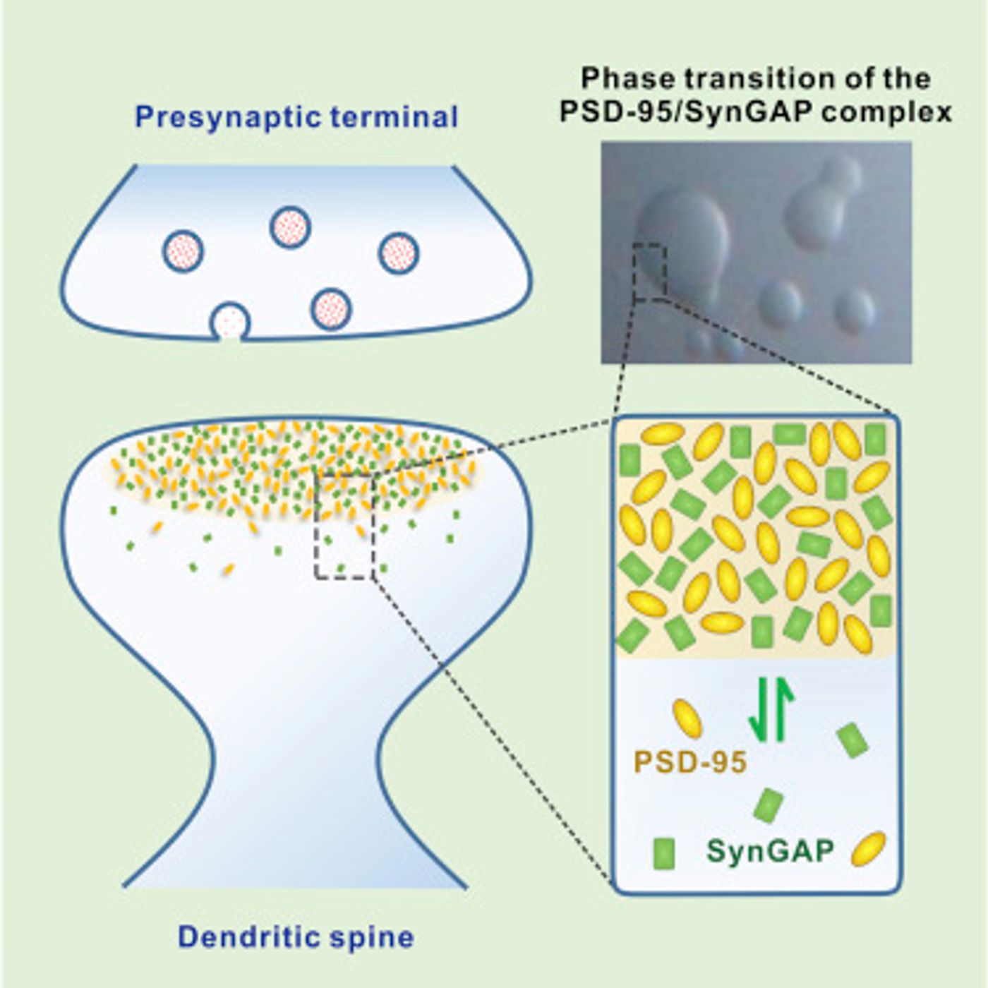 The Synapse and the phase-transtition of SynGAP/PSD-95 complex / Credit: Cell Zeng et al