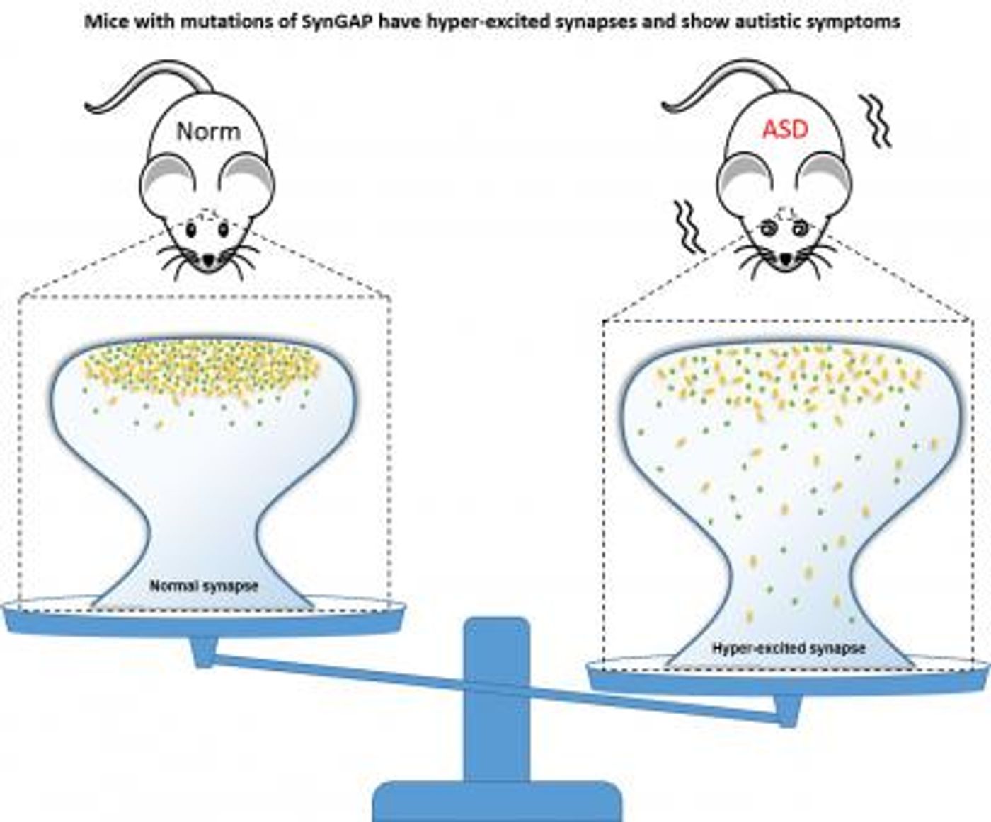 Mice carrying SynGAP mutations have hyper-excited synapses and show autistic symptoms. / Credit: Division of Life Science, HKUST