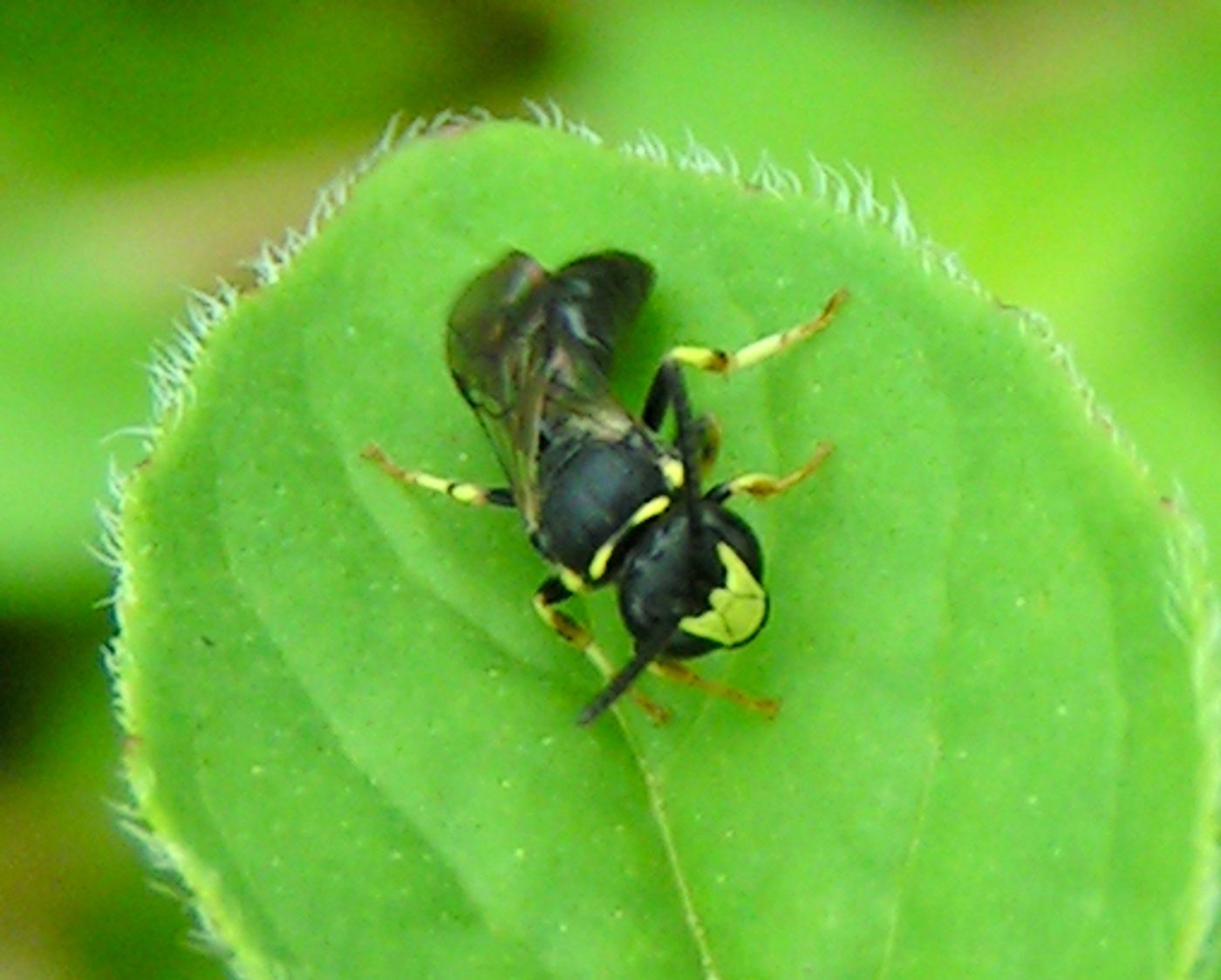 Seven species of yellow-faced bees from Hawaii are now considered endangered species.