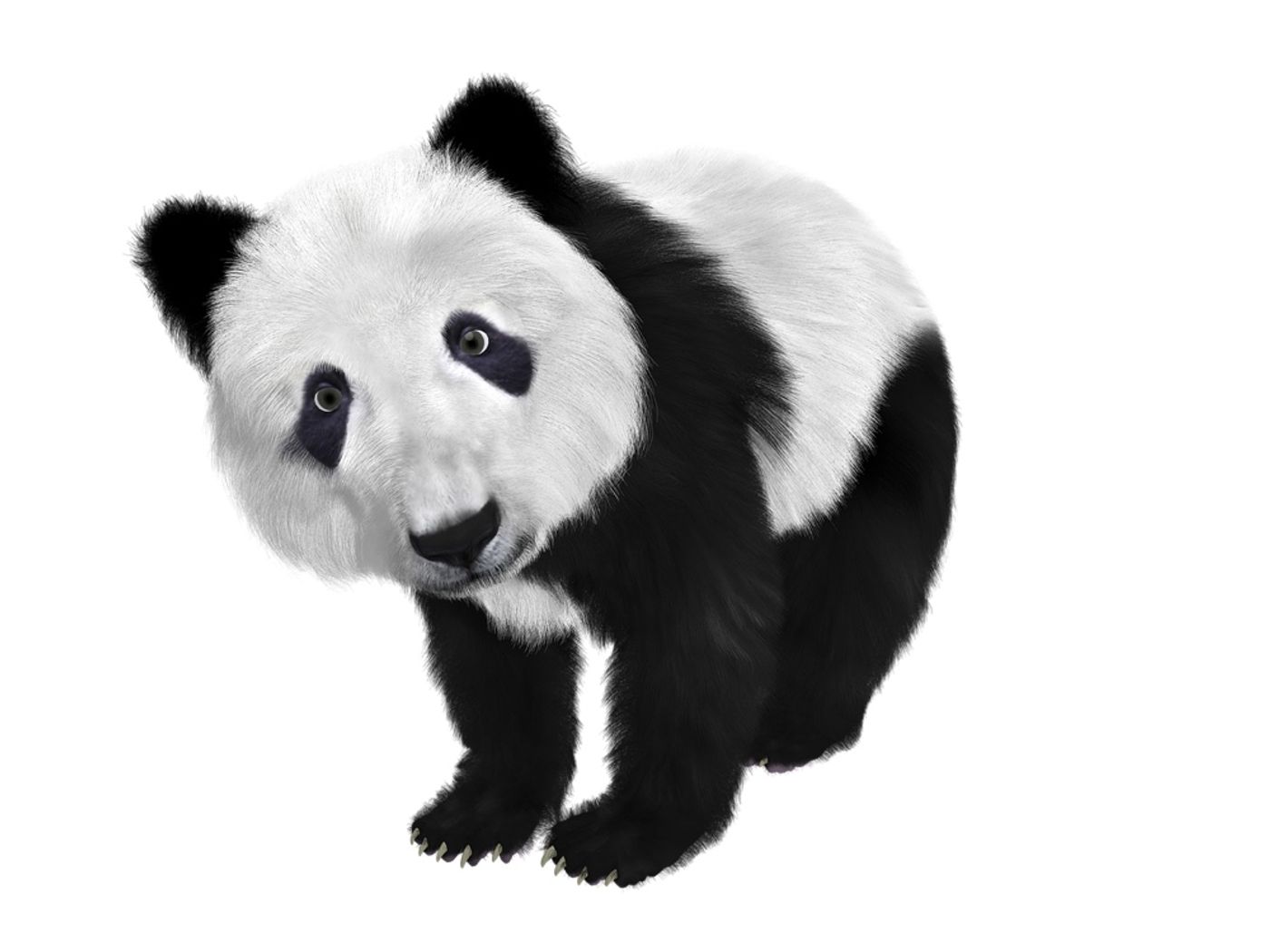 Giant pandas have black and white fur color schemes that aren't like many other mammals in their class.