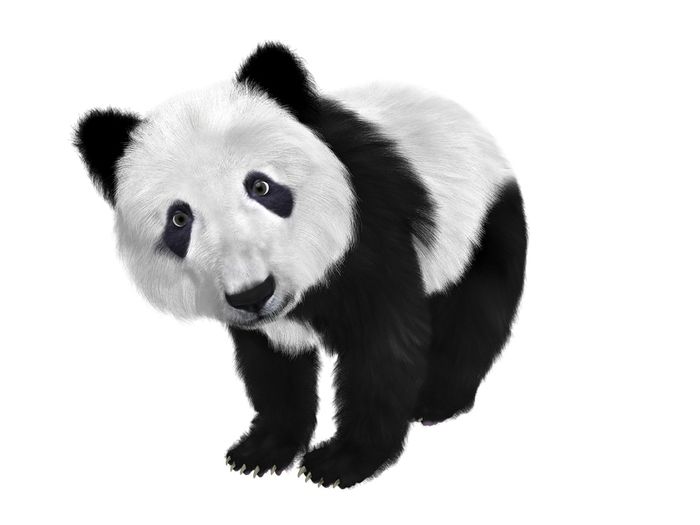 Giant pandas have black and white fur color schemes that aren't like many other mammals in their class.