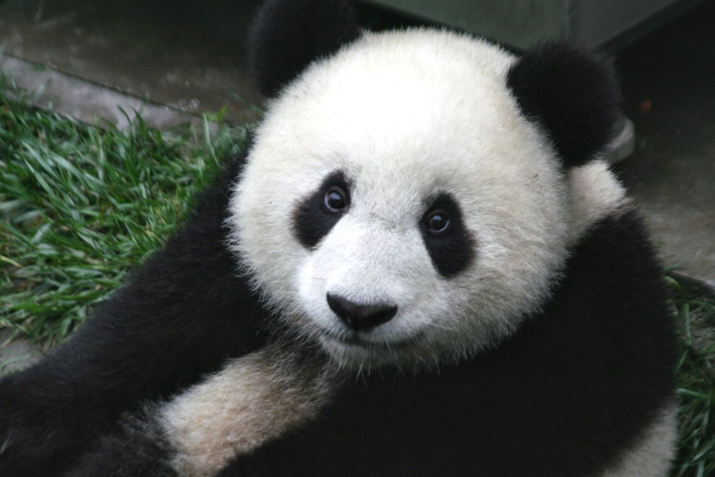There's a light at the end of the tunnel for the Giant Panda, as the IUCN unmarks the species as "endangered,"