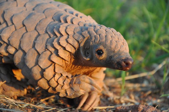 The pangolin is a warm blooded animal. The one surviving family, Manidae, has one sort, Manis, which embodies eight species.Photo:  wildlifeanimalz.blogspot.com