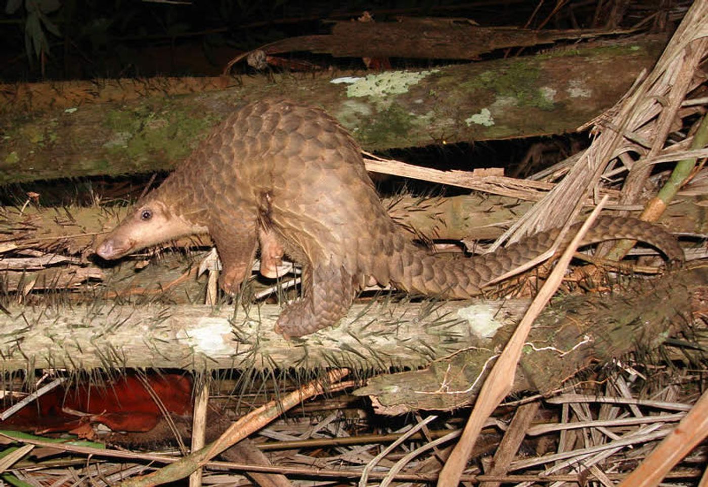 Pangolin scales are valuable, making the creature one of the world's highest-poached animals.