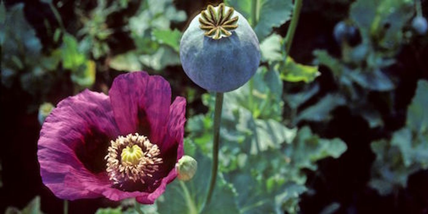 Opium Poppies