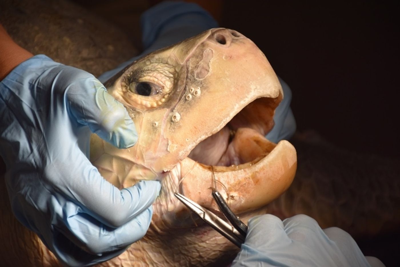 The fishing line is seen protruding from Peach's mouth in this photo by the South Carolina Aquarium.