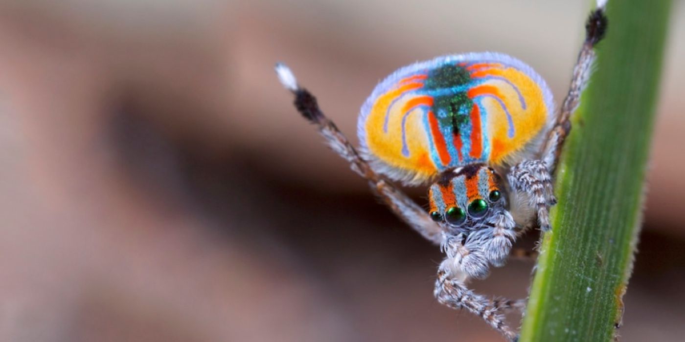 A peacock spider.
