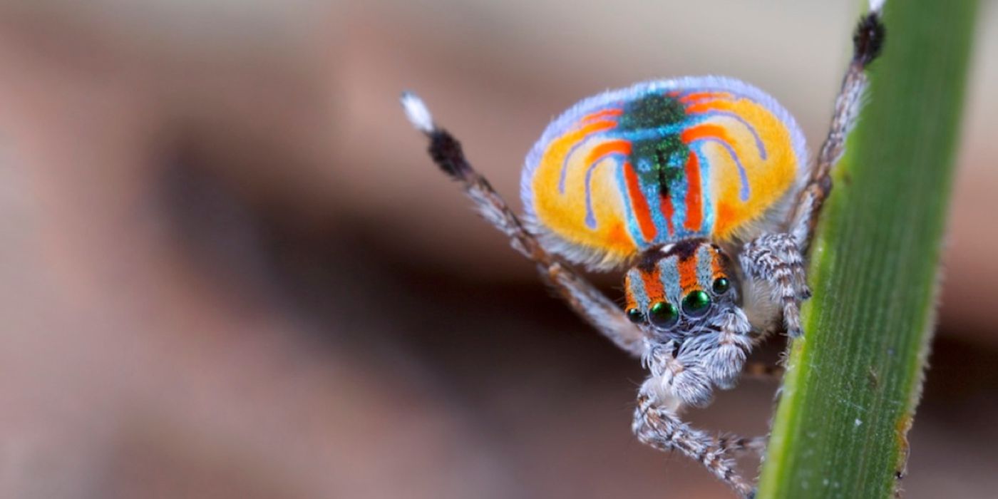 7 new species of peacock spider discovered - Australian Geographic