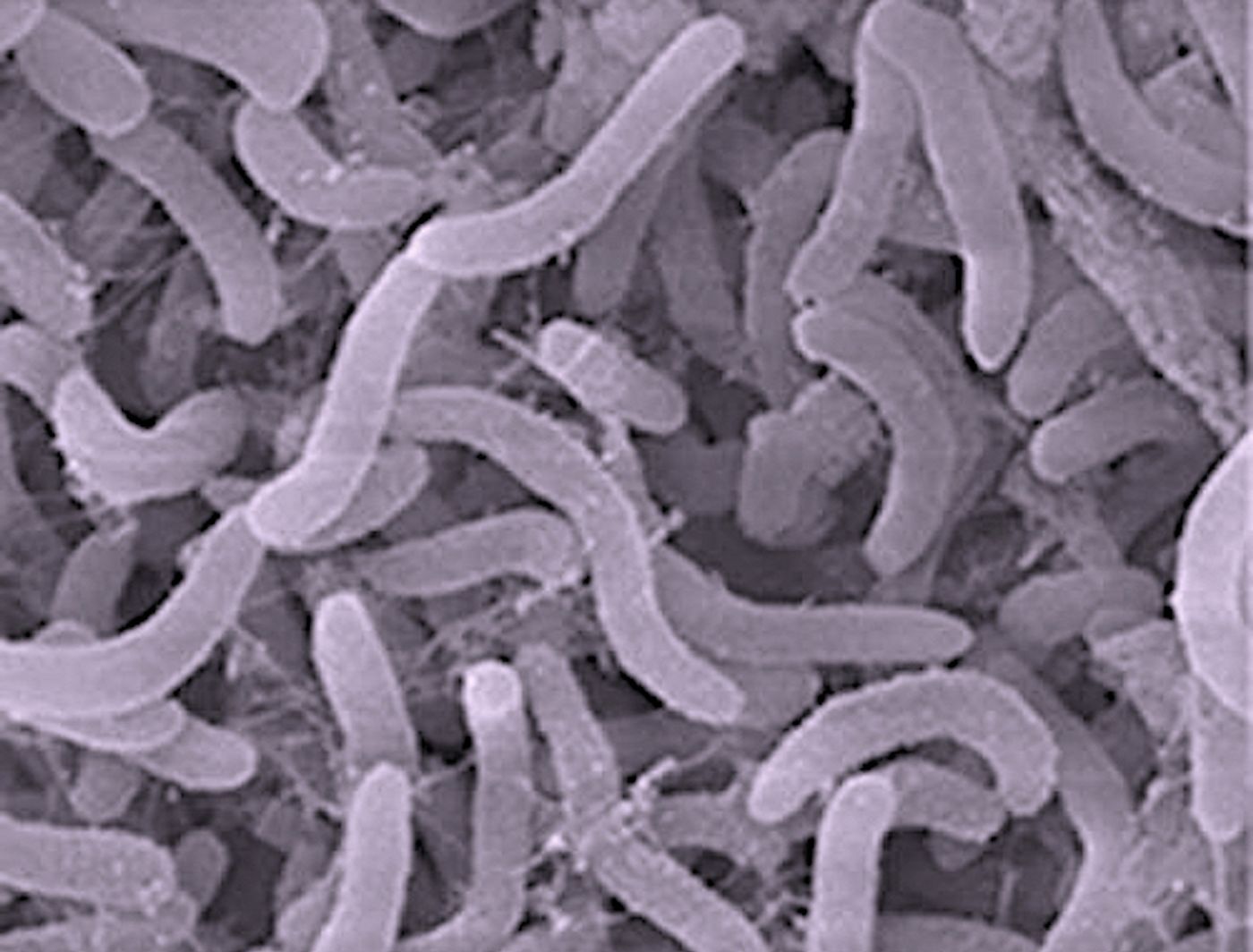 Pelagibacter / Credit: NOAA / Ocean Exploration and Research