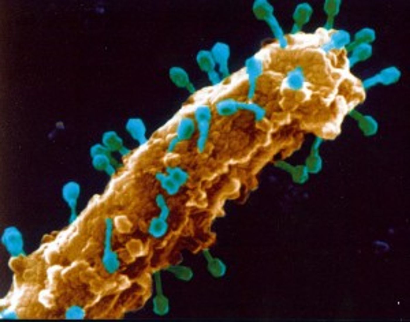 T4 phage attach to E. coli