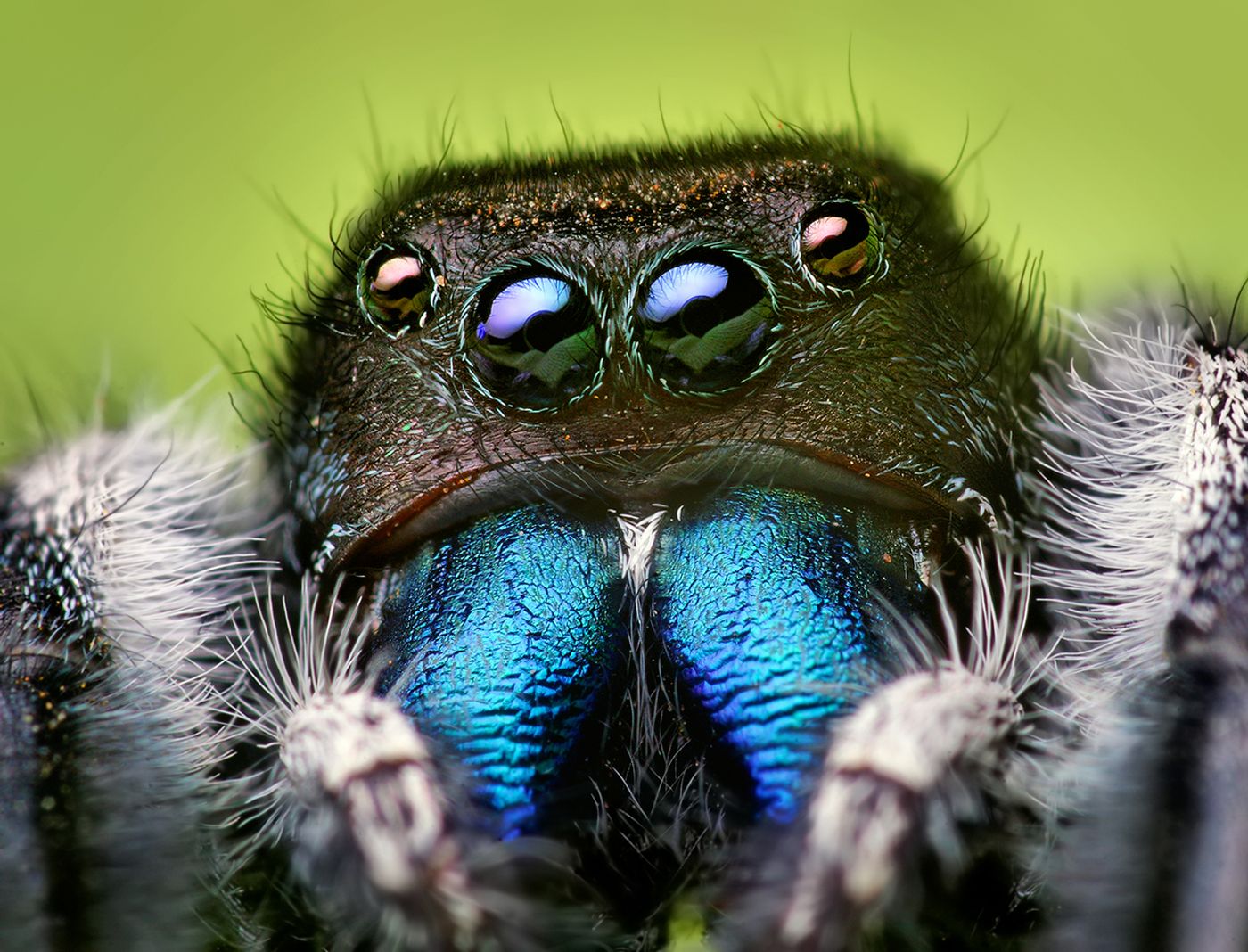 Jumping spiders are better at hearing than originally thought.