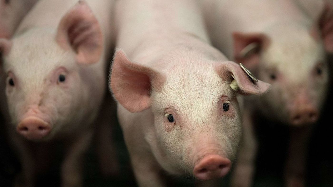 Could the Pigs be Our Dependable Organ Source?