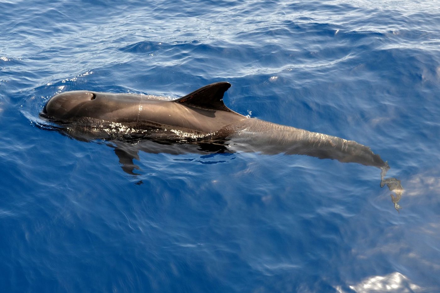 Pictured: a pilot whale that was not involved in the stranding.