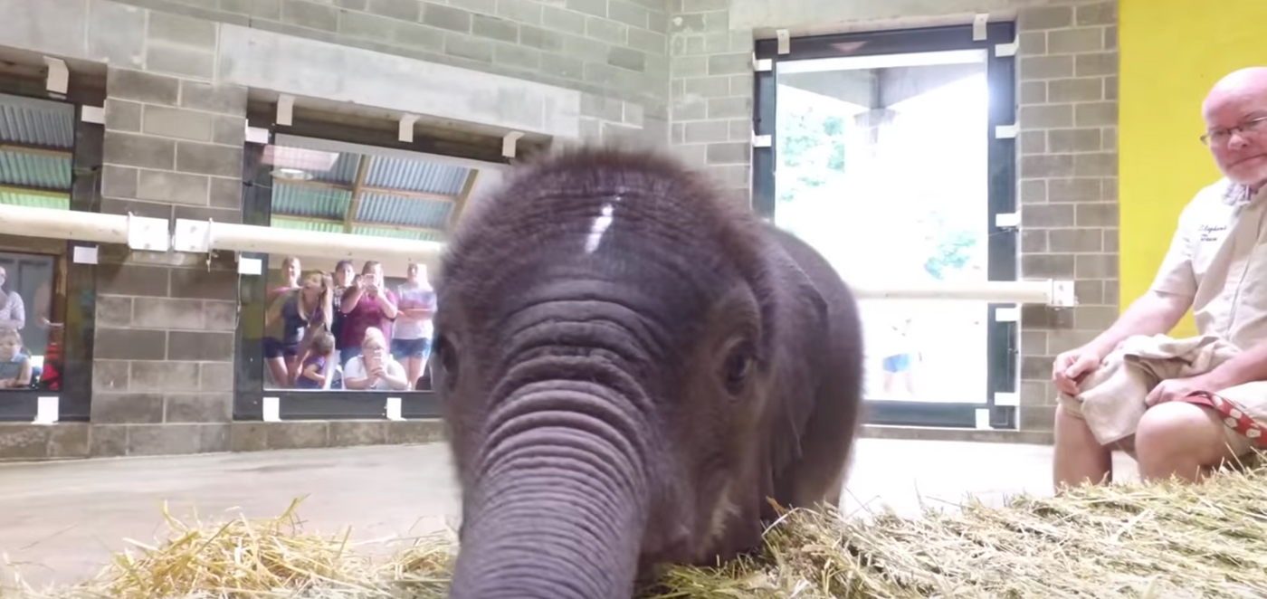 The elephant calf is viewed by Pittsburgh Zoo visitors for the first time on Friday.