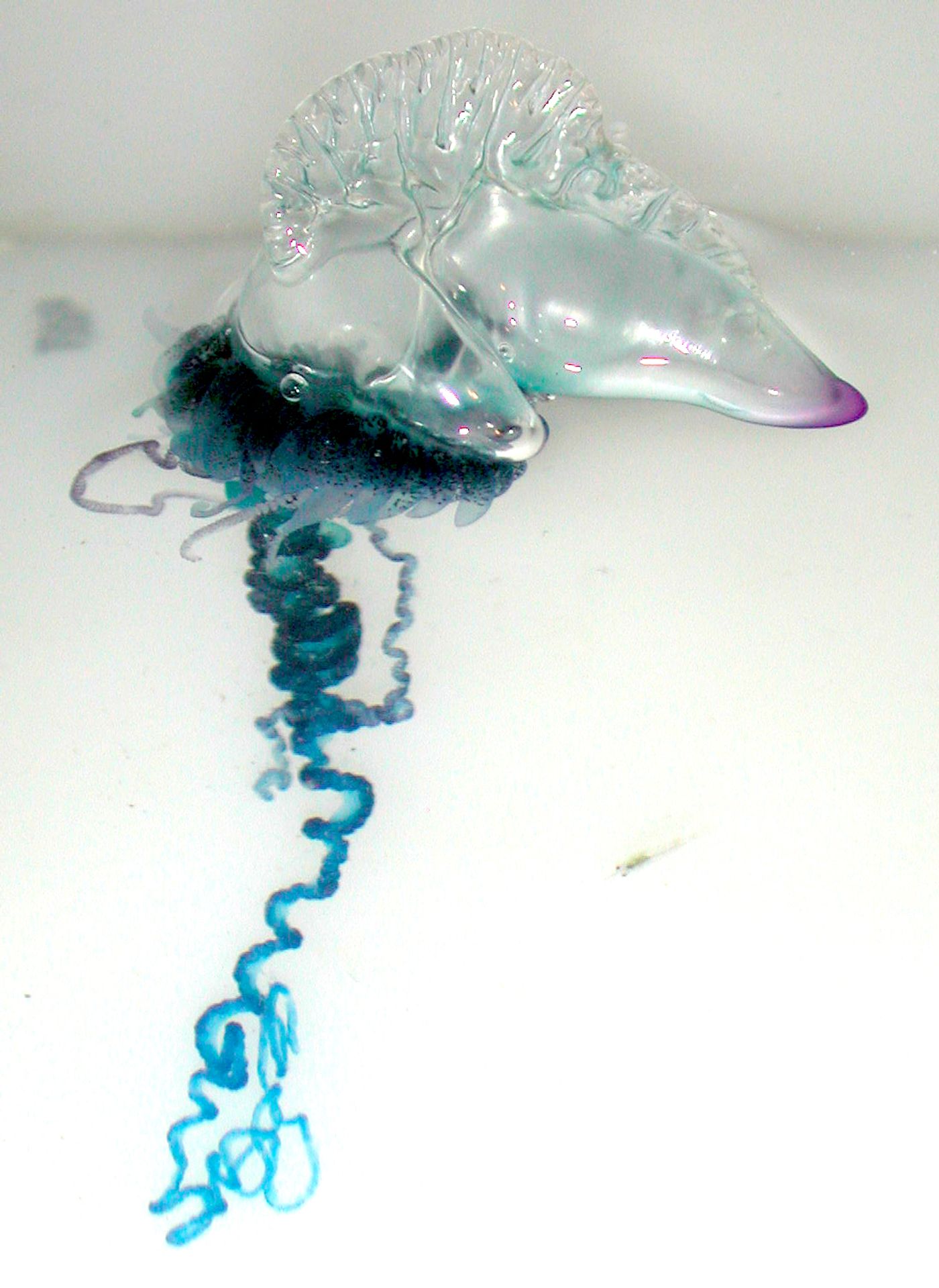 A Portuguese man-o-war is one of the most well-known surface-dwelling neuston, actually being a colony of smaller organisms as opposed to (its commonly mistaken identity as) a jellyfish