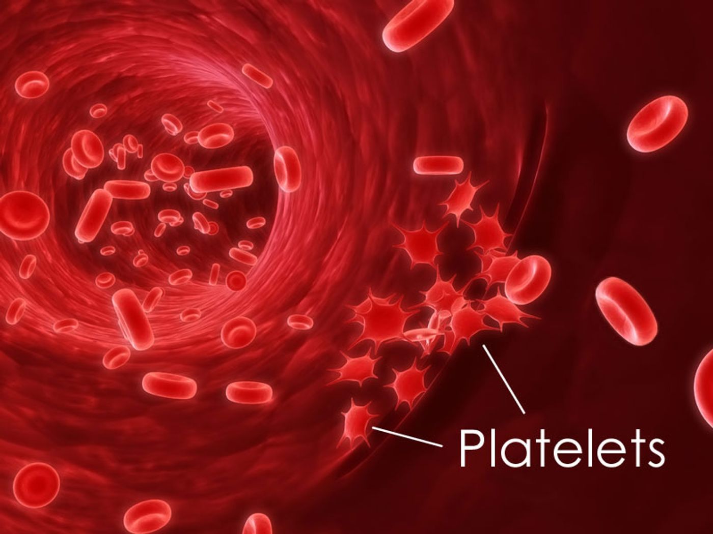 Platelets are derived from megakaryocytes in the bone marrow and aid in clotting. (Public Domain)