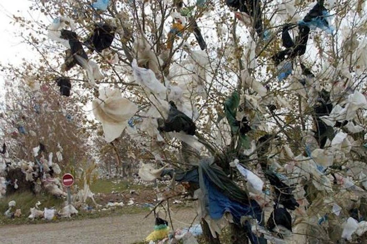 Plastic bags like this litter the streets, both rural and urban, of Morocco. Photo: riadzany.blogspot.com