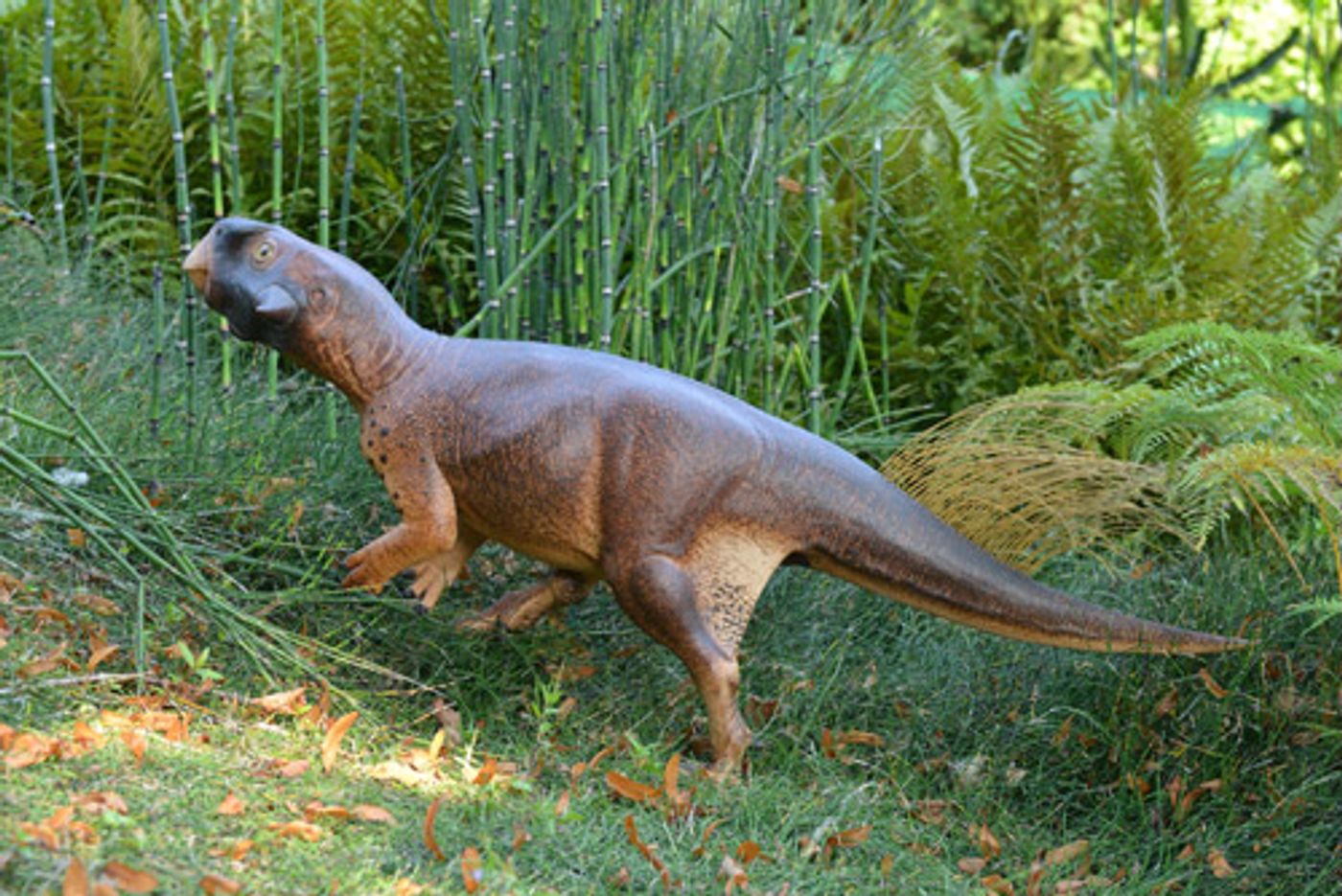 The scale model of the Psittacosaurus stands up for a camouflage test.