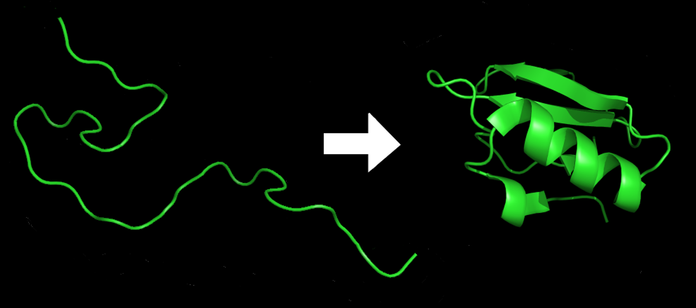Wikimedia illustration of a protein before and after folding.