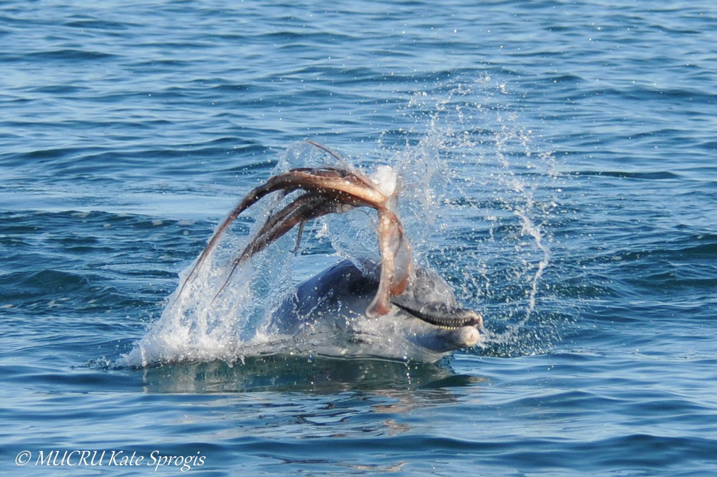 A research team captures footage of a bottlenose dolphin violently handling its prey prior to eating it.