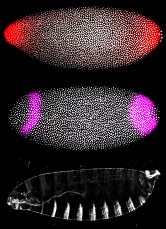 Researchers observed in zebrafish and fruit fly embryos how cancer-related mutations in the RAS pathway -- a biochemical system cells use to transmit information from their exterior to their interior -- caused severe deformations. Fruit-fly embryos (above) showed how signals at the early stage of development (red in top photo) activate genes (purple in middle photo) and pattern structures in the fly larva (bottom photo.) Credit: (Photo courtesy of Stanislav Shvartsman, Department of Chemical and Biological Engineering