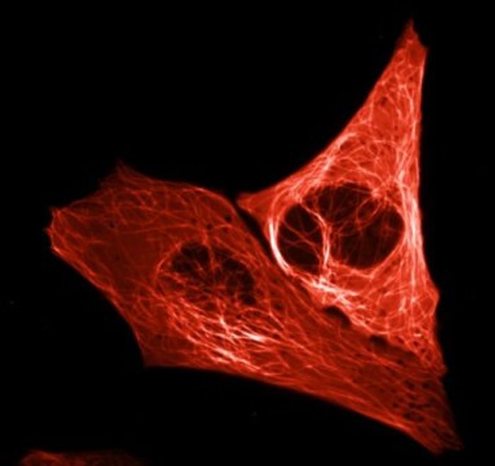 The microtubule cytoskeleton in mScarlet. These are protein fibers and enable transport within the cell. / Credit: Captured by: Lindsay Haarbosch, MSc, UvA