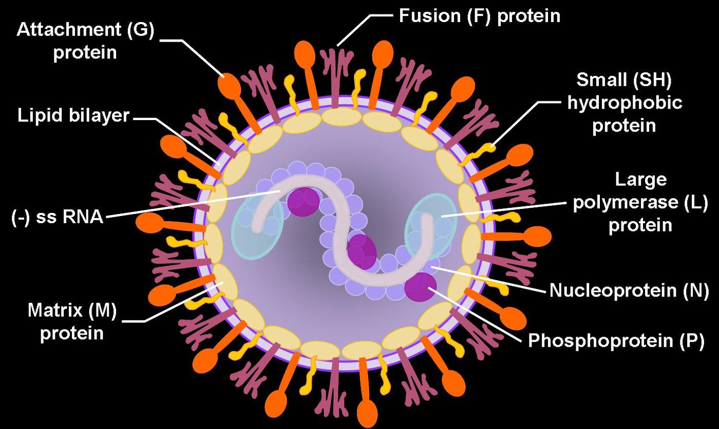 RSV Structure