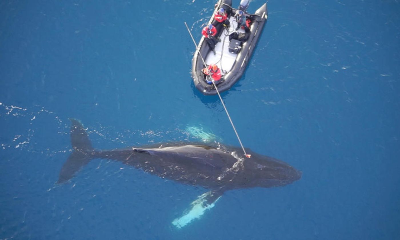 Researchers attach a suction cup-based surveillance system to the back of a humpback whale.