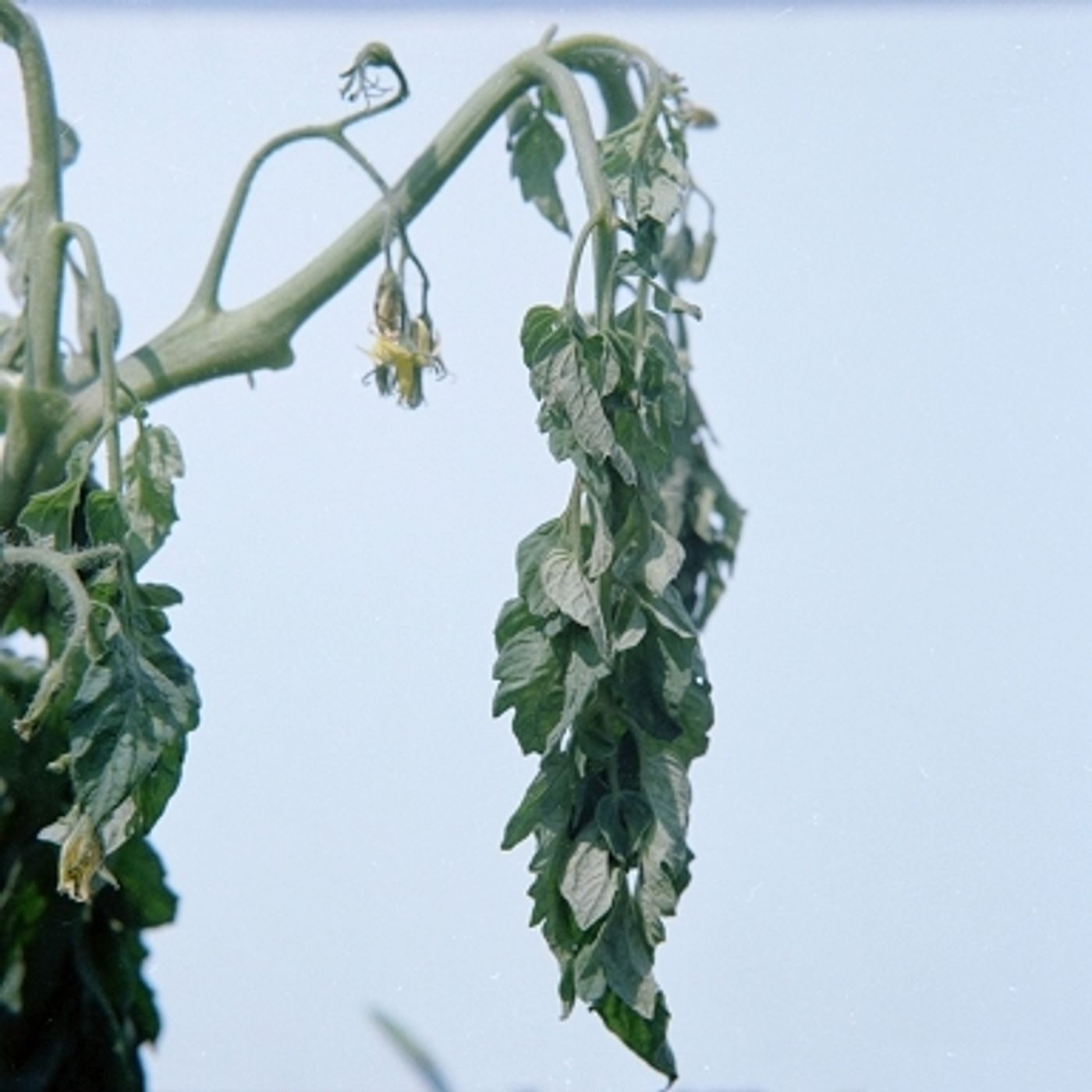 Bacterial wilt caused by R. solanacearum.