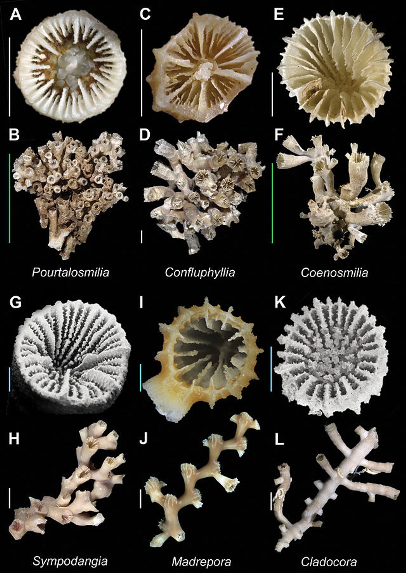 A key illustrating some Scleractinian corals. Photo: ZooKeys