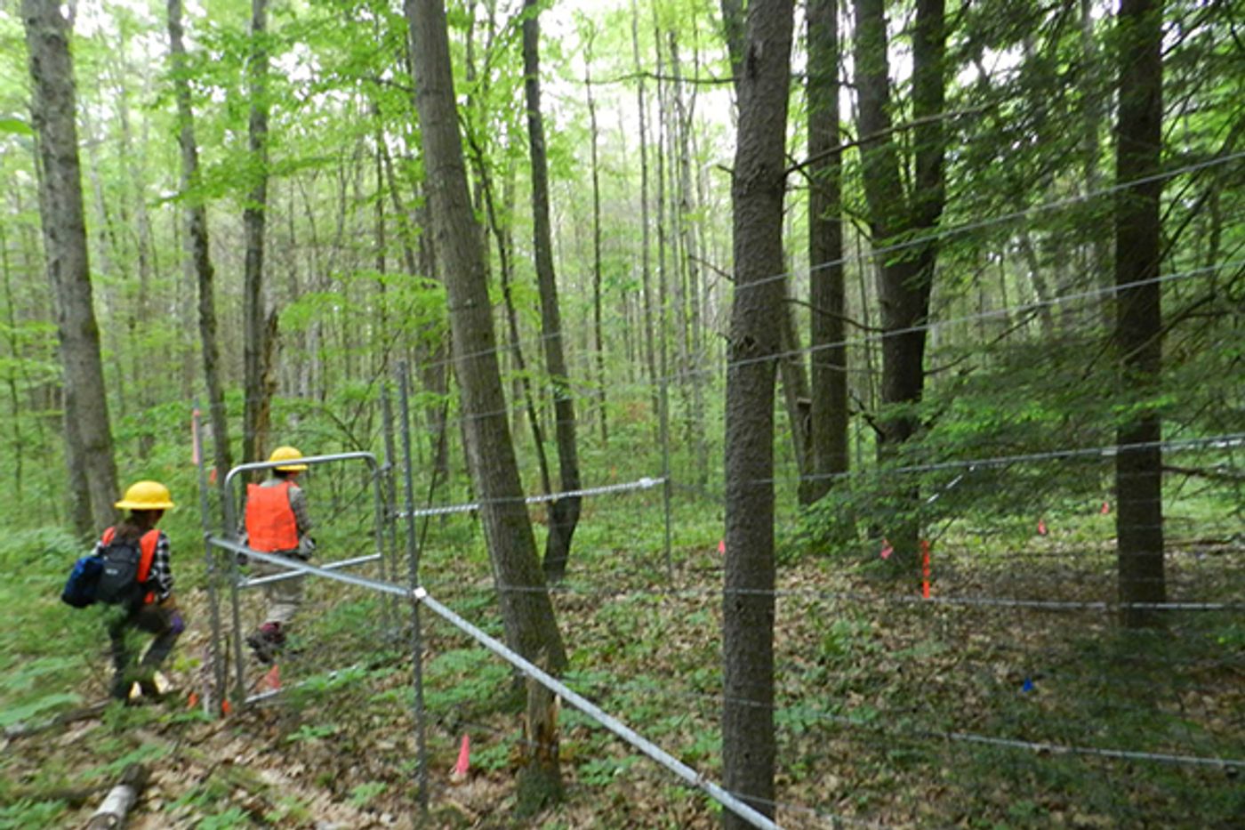 Researchers at Harvard Forest. Photo: University of Delaware