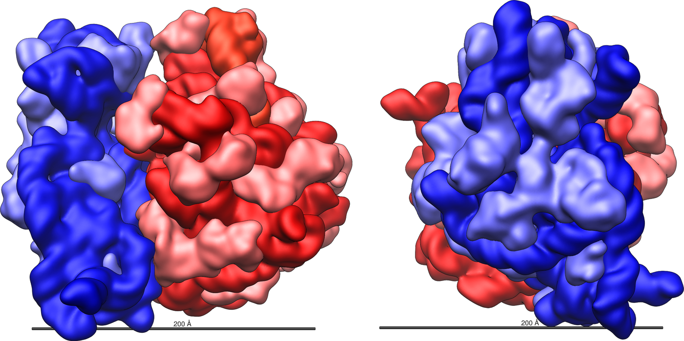 Structure and shape of the E.coli 70S ribosome. The large 50S ribosomal subunit (red) and small 30S ribosomal subunit (blue) are shown with a 200 Ångstrom (20 nm) scale bar. For the 50S subunit, the 23S (dark red) and 5S (orange red) rRNAs and the ribosomal proteins (pink) are shown. For the 30S subunit, the 16S rRNA (dark blue) and the ribosomal proteins (light blue) are shown. / Credit : Vossman/Wikimedia Commons