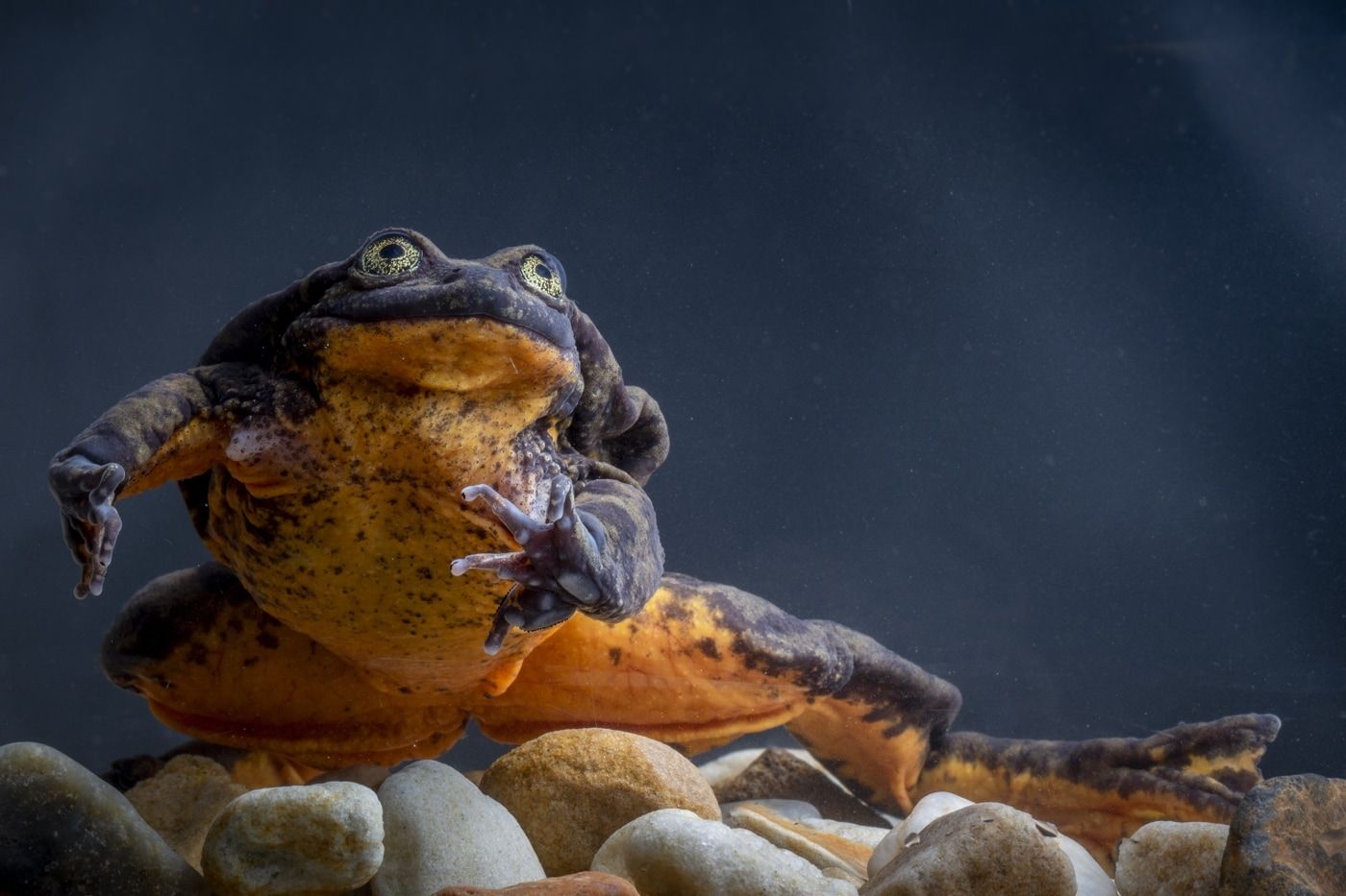 A photograph of Romeo, one of the few remaining Sehuencas water frogs in existence today.