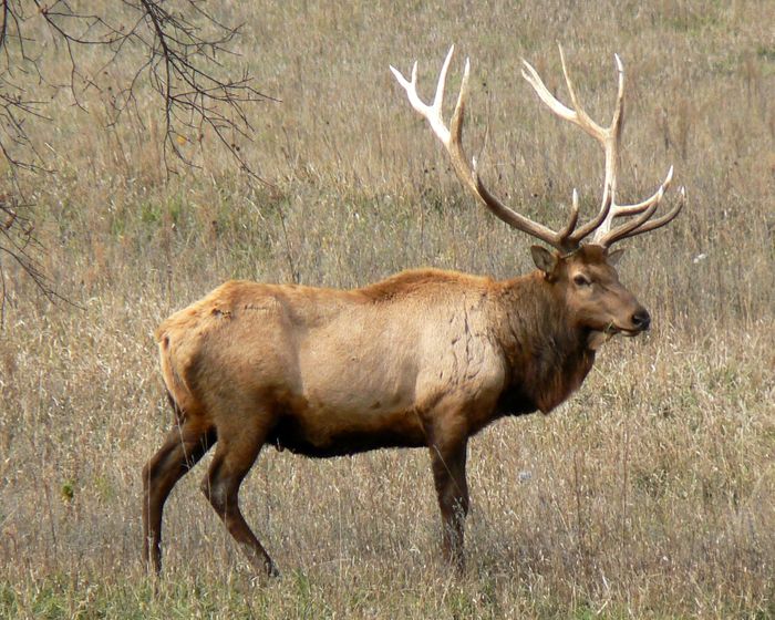 Elk are among some of the creatures that roam the wilderness at Yellowstone National Park.