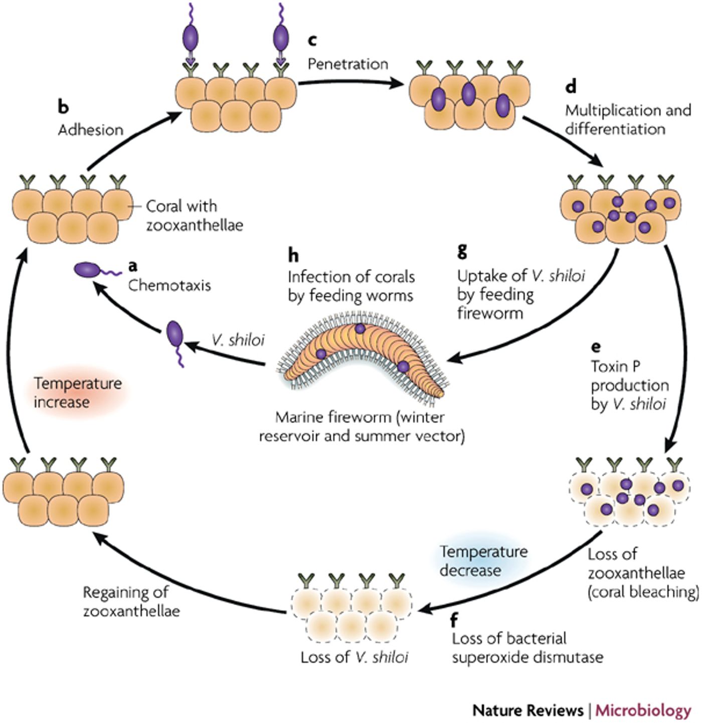 Infection of the coral Oculina patagonica by Vibrio shiloi