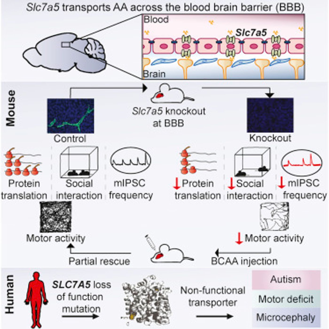 Credit: Cell T?rlungeanu et al 2016