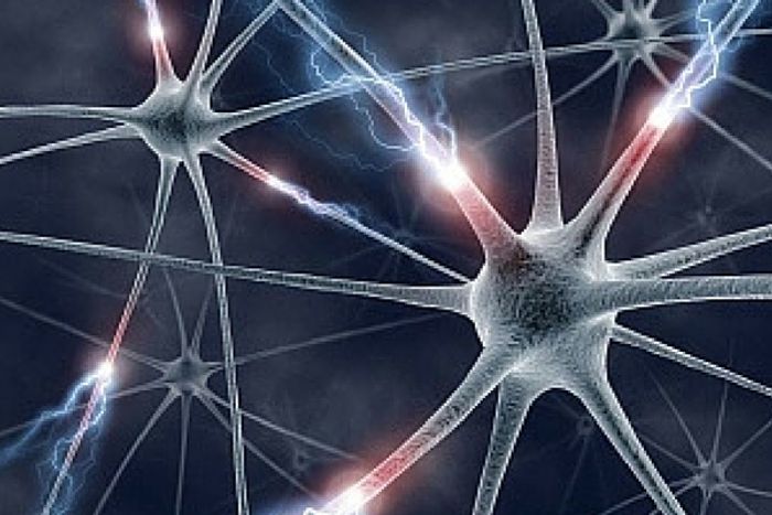 Seeing neurons is essential for brain research