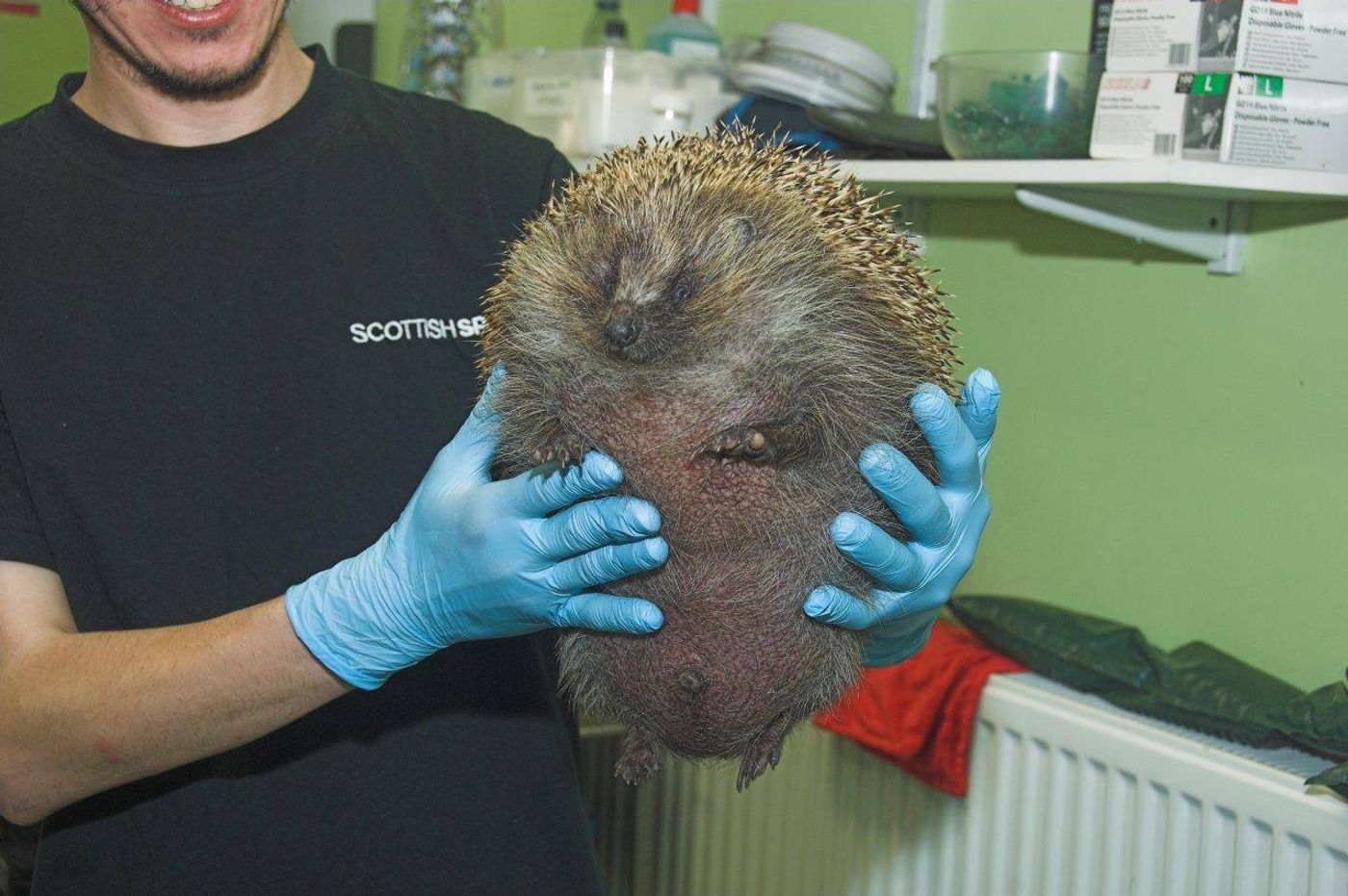 A Scottish SPCA team member holds the 'ballooned' hedgehog up for a photo.