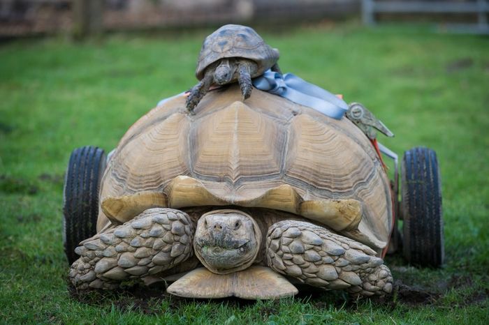 This tortoise now has a set of wheels to help him get around, all because he had a little too much play time with the ladies.