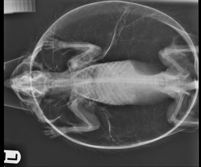 X-ray images illustrate just how large the hedgehog's body became after 'ballooning.'